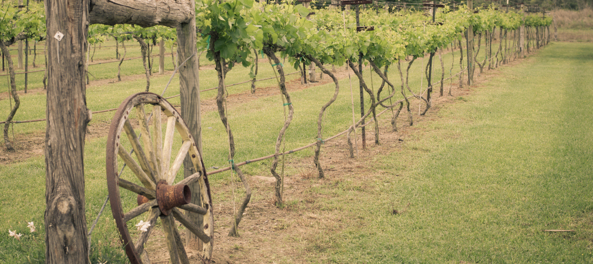 Image of wagon wheel against vines on a vineyard in Wimberley Texas