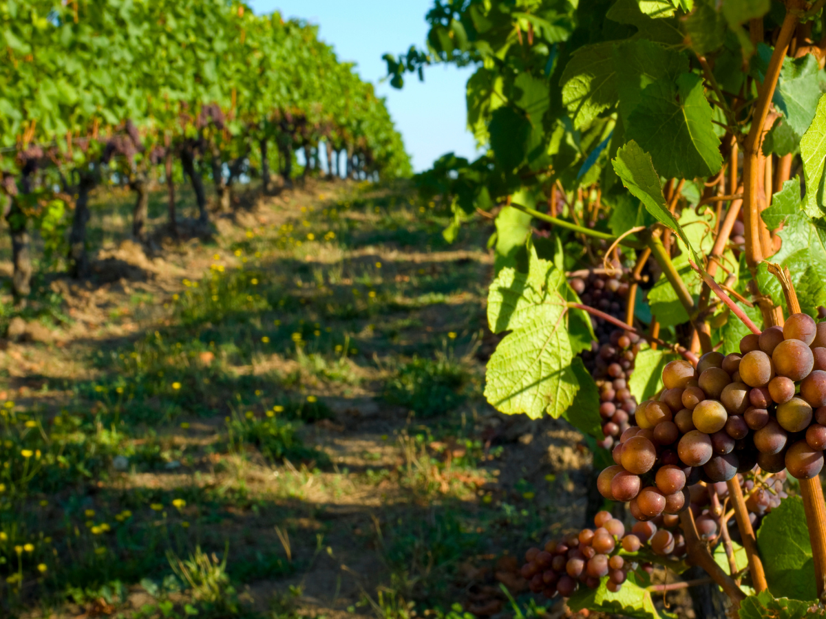 Image of grape vines at vineyard