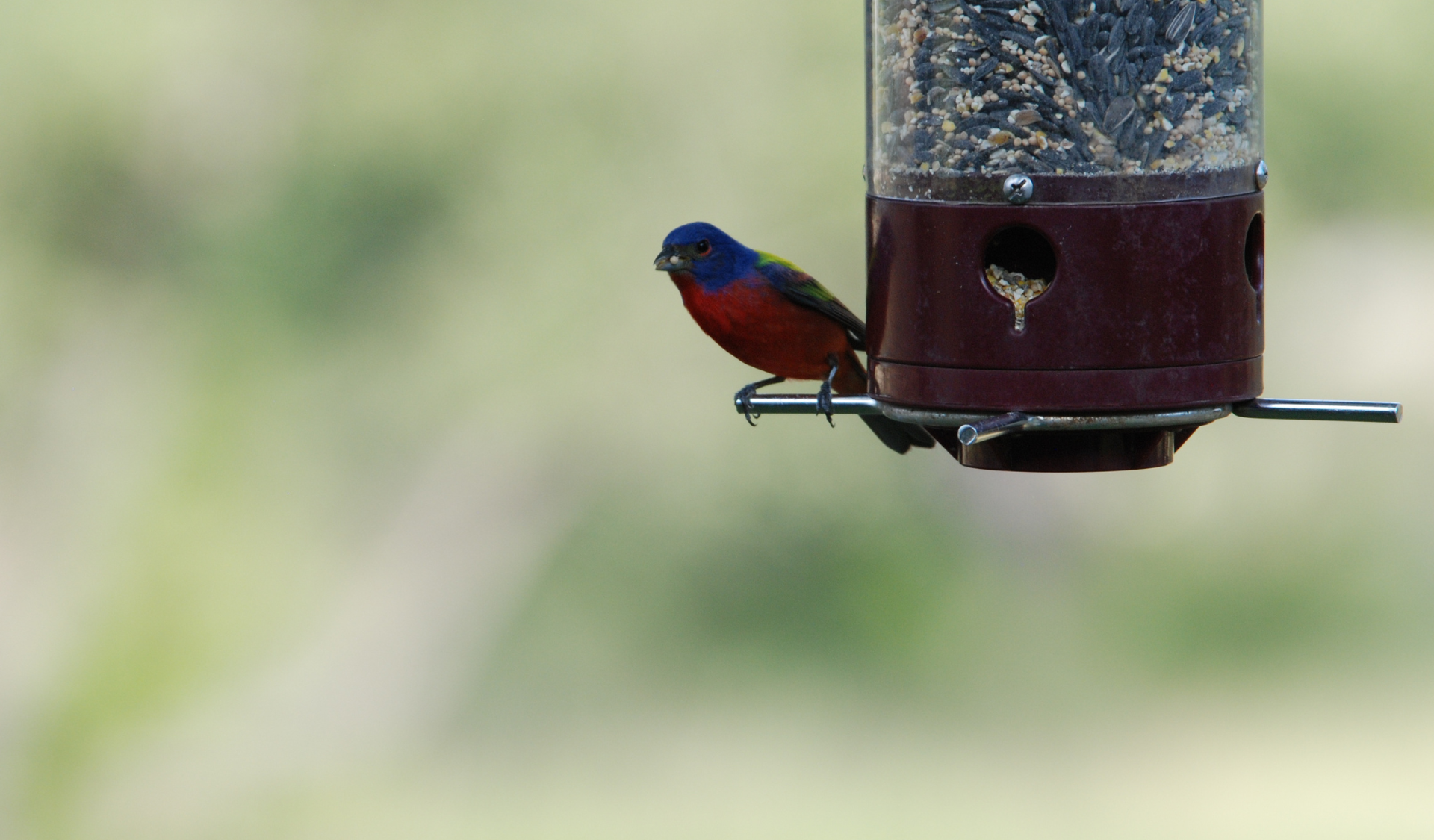 Image of pretty bird on feeder in texas hill country
