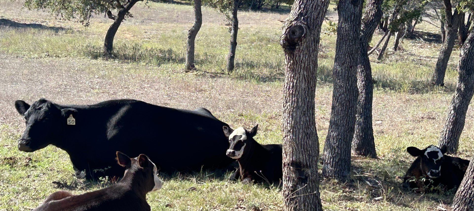 Image of cows on the ranch at Inn at sunset mill ranch wimberley texas