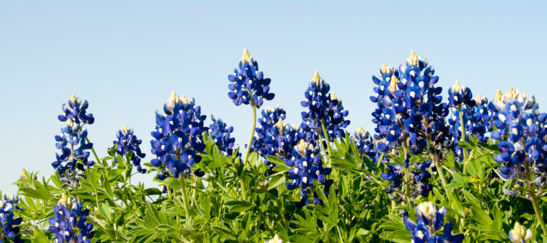 Image of Bluebonnets in Dripping Springs Texas