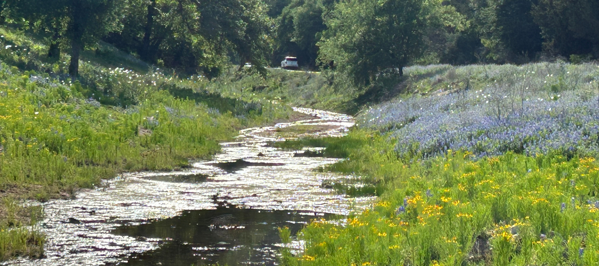 Image of blanco River and bluebonnets