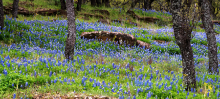 Image of Blue Bonnets spring flowers in Texas Hill Country