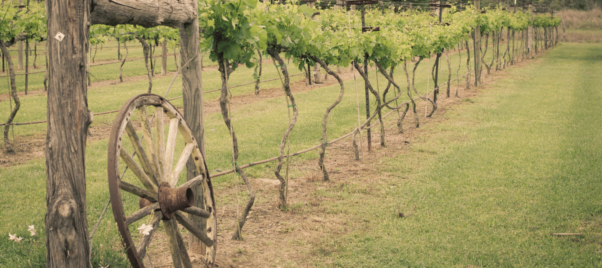 Image of grapevines and wagon wheel at Texas Hill Country Vinyard