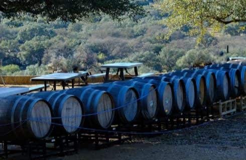 Many wine barrels lined up next to each other near picnic tables with a view of trees and shrubs in the background